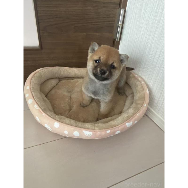 販売中の茨城県の豆柴-435067の6枚目