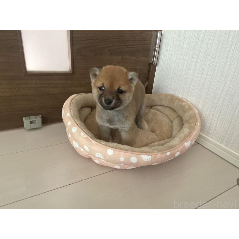 販売中の茨城県の豆柴-435067の5枚目