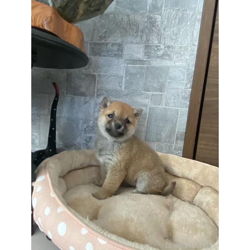 販売中の茨城県の豆柴-435067の3枚目