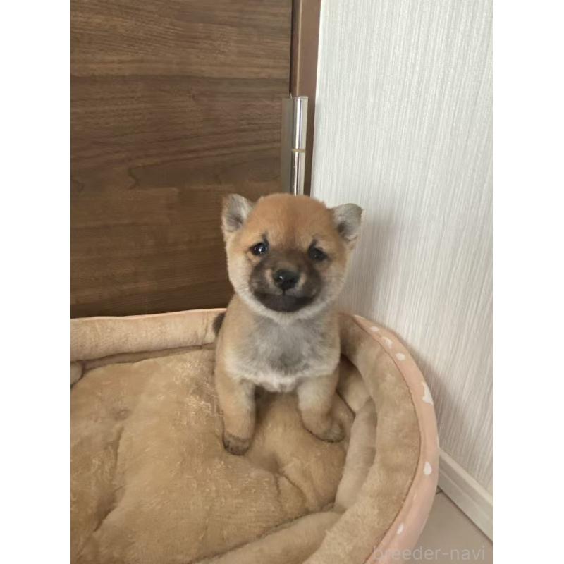 販売中の茨城県の豆柴-435067の4枚目