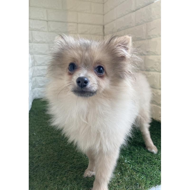 販売中の東京都のポメラニアン-428782の2枚目