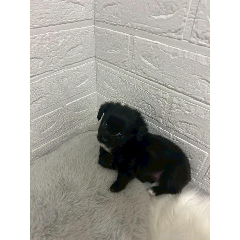 販売中の東京都のチワックス:チワワ×ミニチュアダックスフンド-441042の12枚目