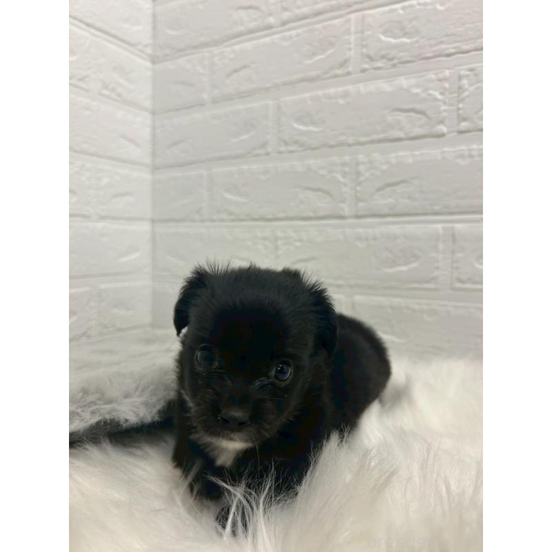 販売中の東京都のチワックス:チワワ×ミニチュアダックスフンド-441042の11枚目