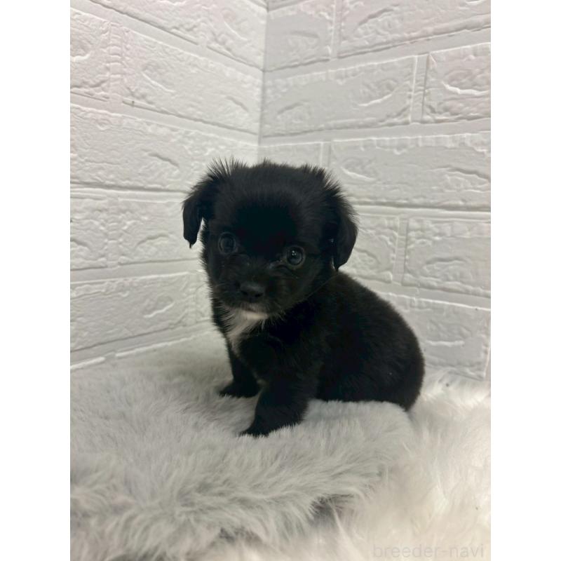 販売中の東京都のチワックス:チワワ×ミニチュアダックスフンド-441042の9枚目