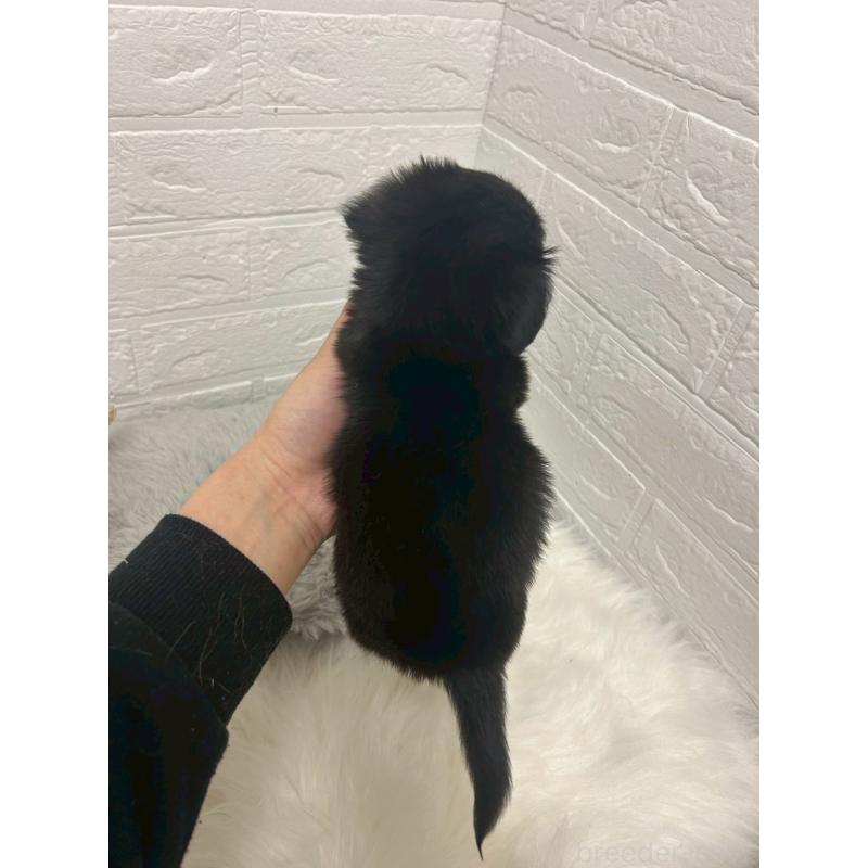 販売中の東京都のチワックス:チワワ×ミニチュアダックスフンド-441042の3枚目