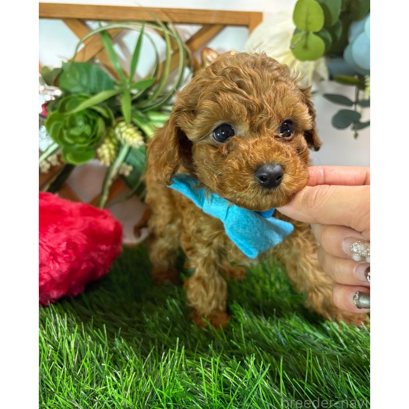 販売中の岐阜県のタイニープードル-441043の5枚目