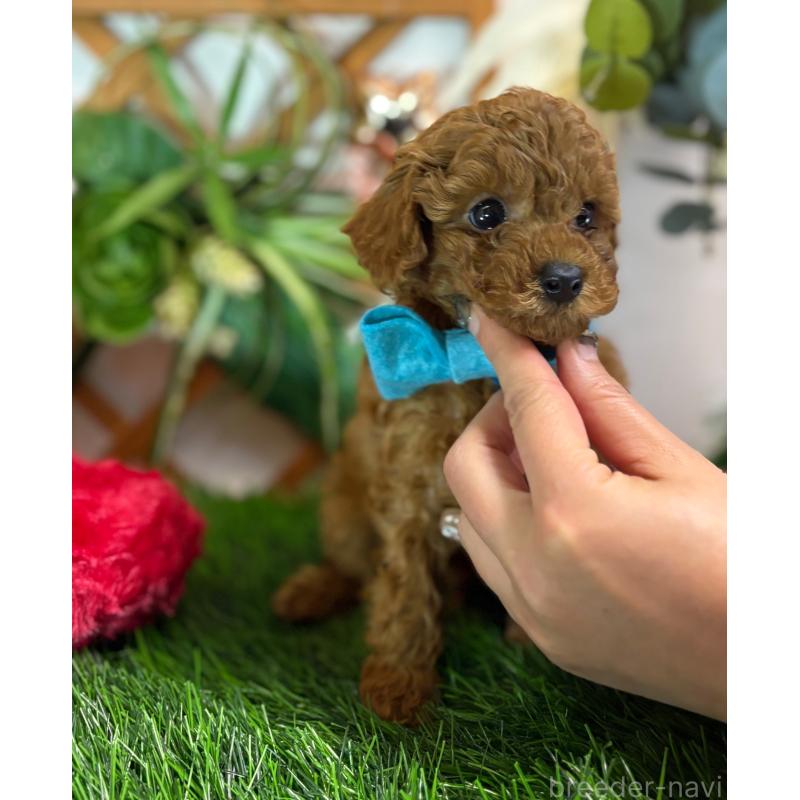販売中の岐阜県のタイニープードル-441043の4枚目