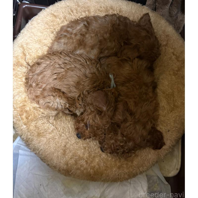 販売中の岐阜県のタイニープードル-441043の3枚目