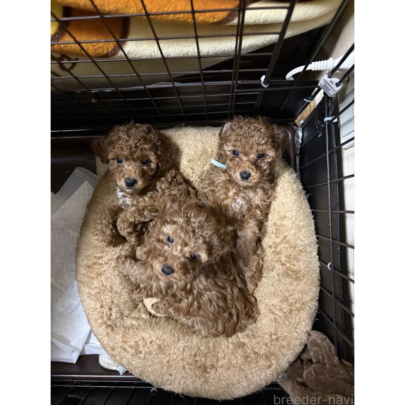 販売中の岐阜県のタイニープードル-441043の2枚目