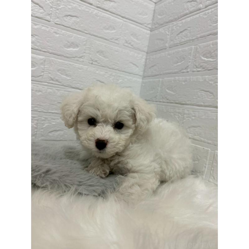 販売中の東京都のビションフリーゼ-441044の12枚目