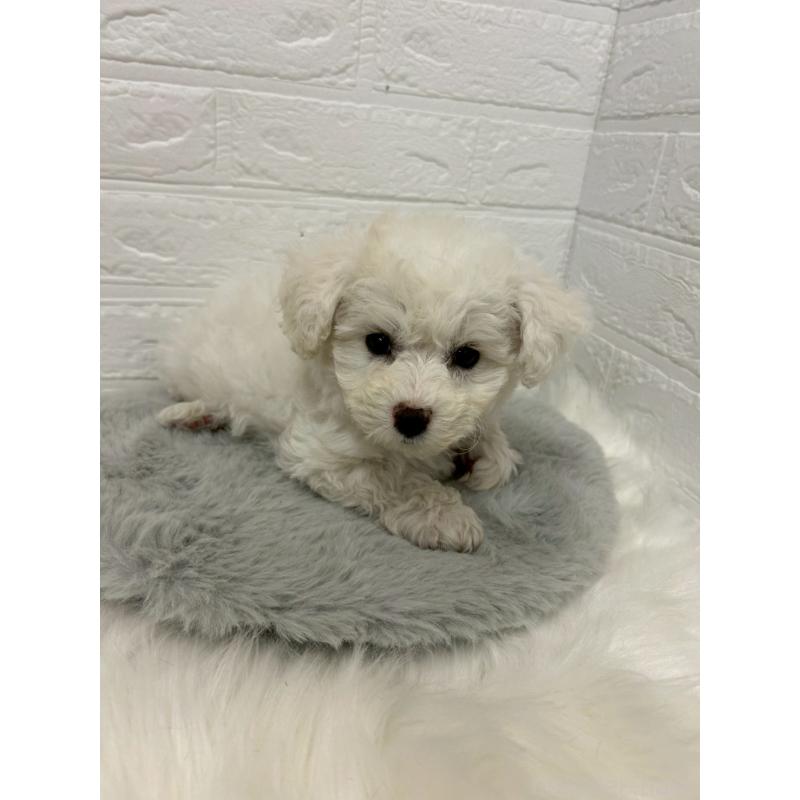 販売中の東京都のビションフリーゼ-441044の10枚目