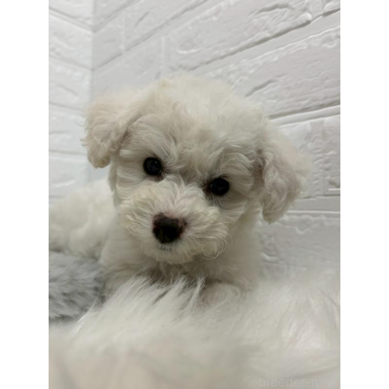 販売中の東京都のビションフリーゼ-441044の9枚目