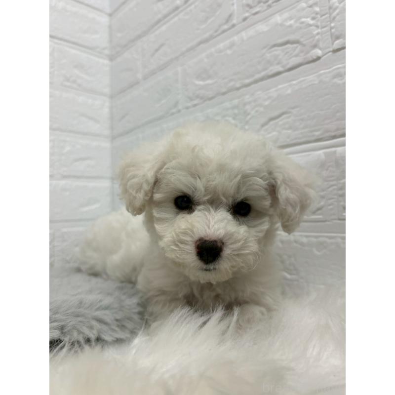 販売中の東京都のビションフリーゼ-441044の8枚目