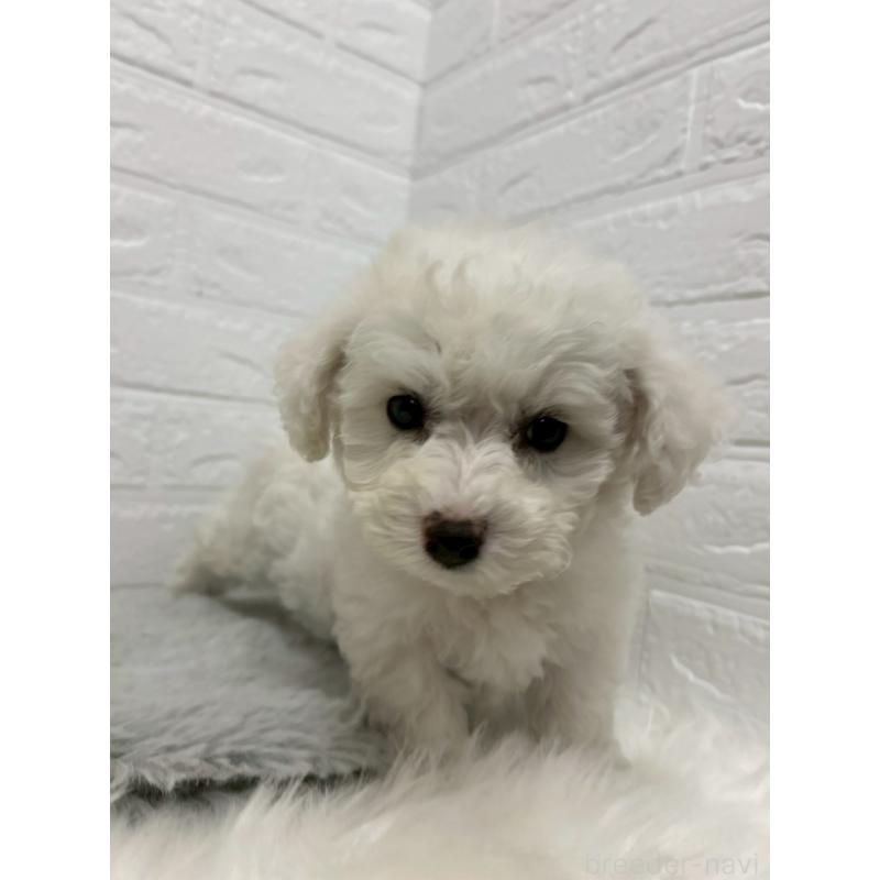 販売中の東京都のビションフリーゼ-441044の5枚目