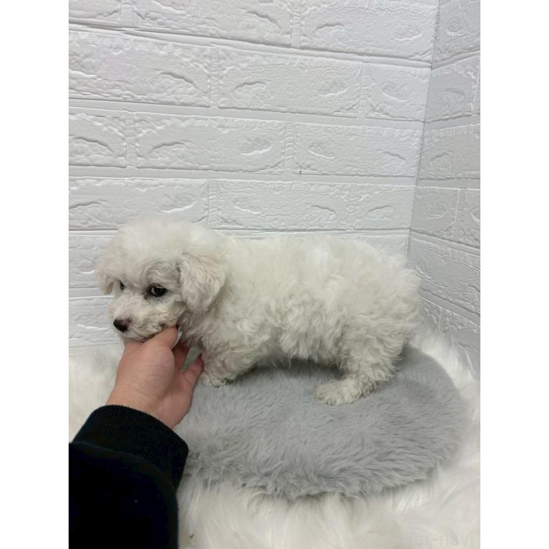 販売中の東京都のビションフリーゼ-441044の2枚目