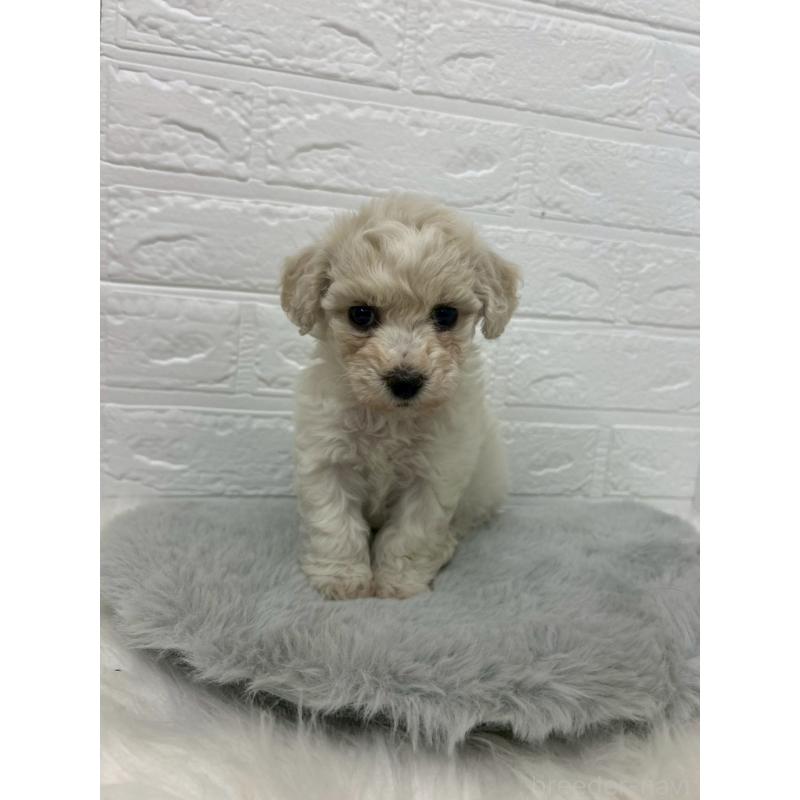 販売中の東京都のビションフリーゼ-441045の12枚目