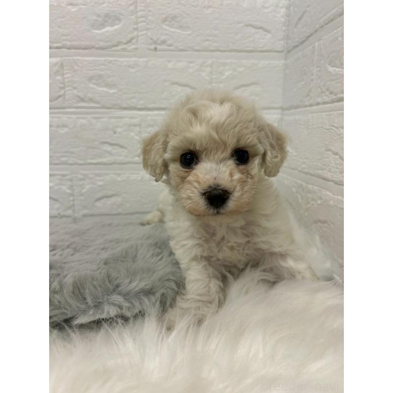 販売中の東京都のビションフリーゼ-441045の11枚目