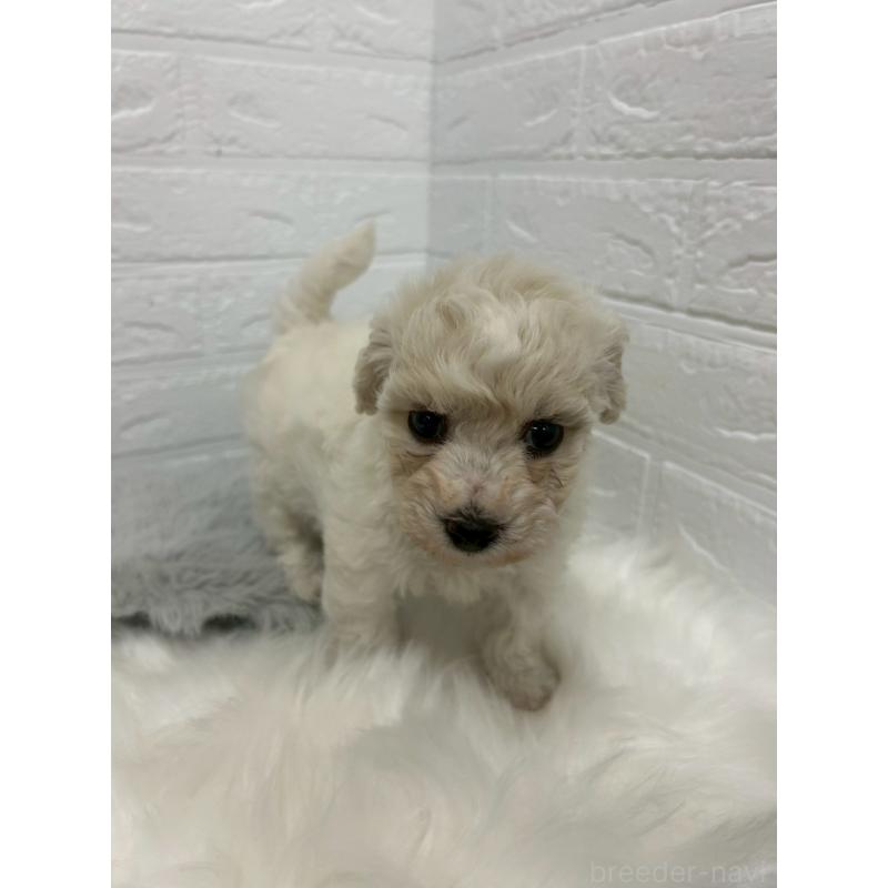 販売中の東京都のビションフリーゼ-441045の10枚目