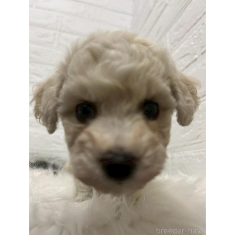 販売中の東京都のビションフリーゼ-441045の8枚目