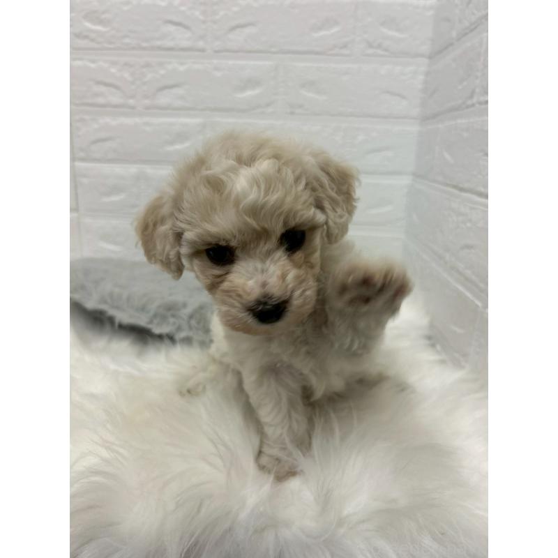 販売中の東京都のビションフリーゼ-441045の7枚目