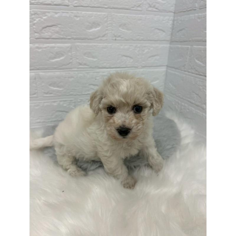 販売中の東京都のビションフリーゼ-441045の6枚目