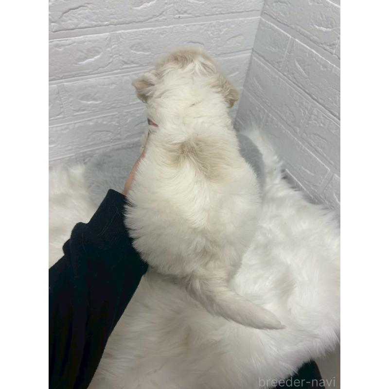 販売中の東京都のビションフリーゼ-441045の3枚目