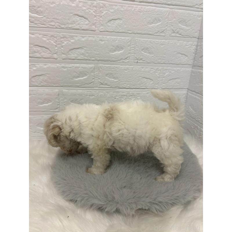 販売中の東京都のビションフリーゼ-441045の2枚目