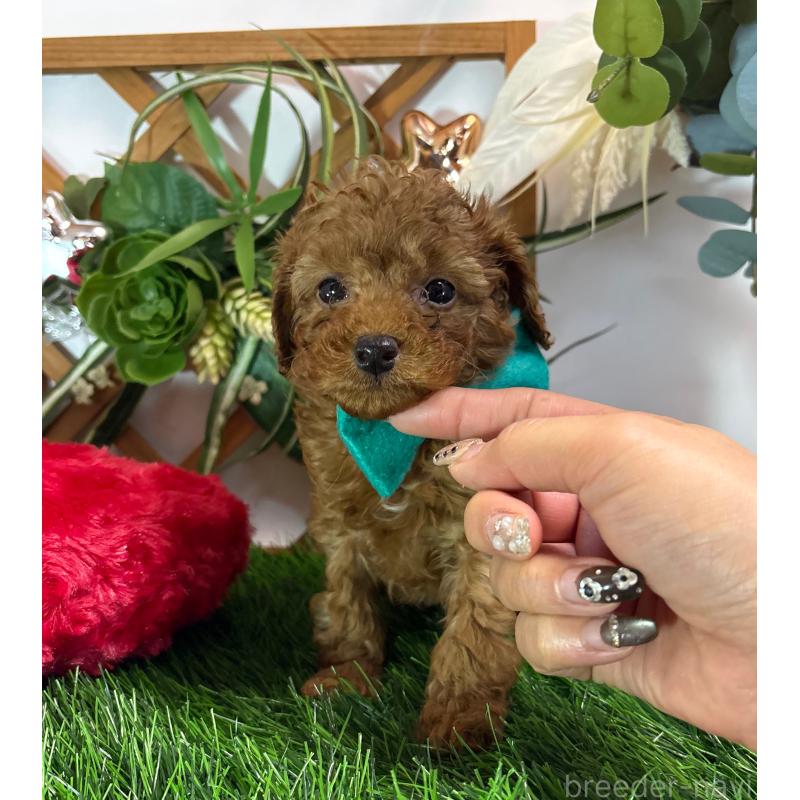 販売中の岐阜県のタイニープードル-441046の4枚目