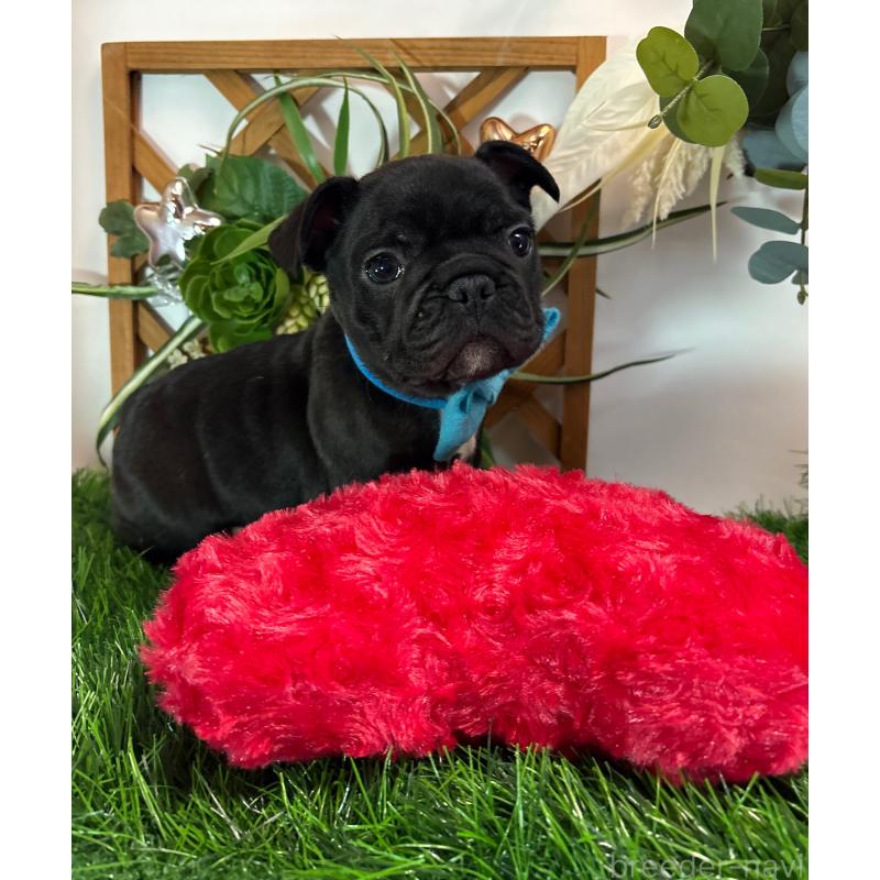 販売中の岐阜県のフレンチブルドッグ-441054の7枚目