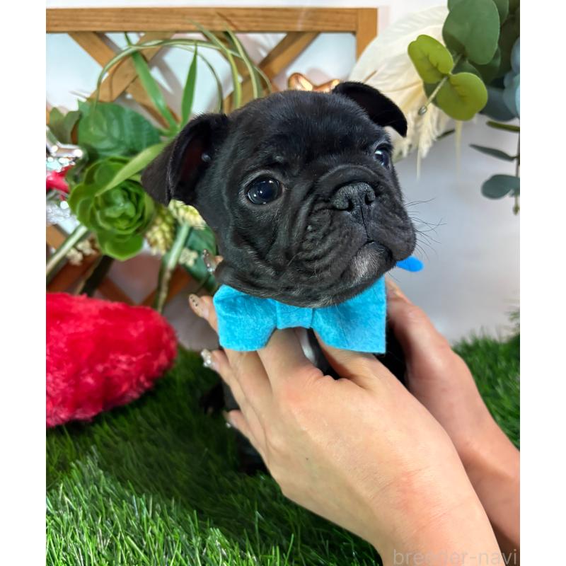 販売中の岐阜県のフレンチブルドッグ-441054の6枚目