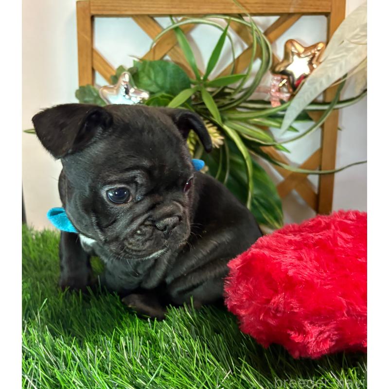 販売中の岐阜県のフレンチブルドッグ-441054の5枚目