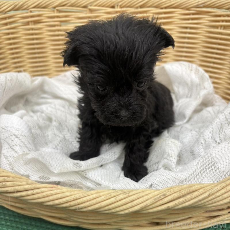 販売中の岐阜県のヨープー:ヨークシャーテリア×トイプードル-441048