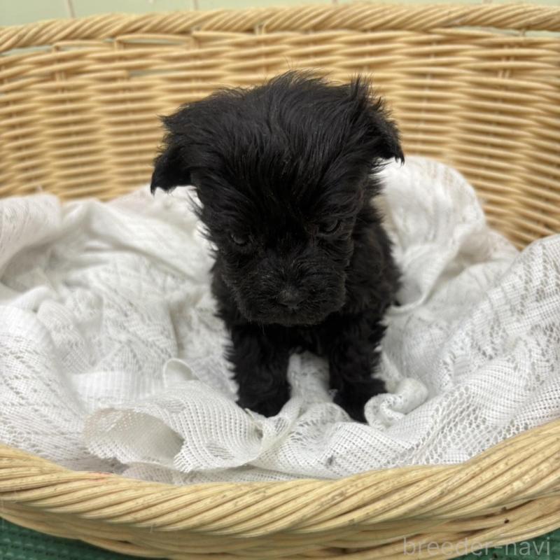 販売中の岐阜県のヨープー:ヨークシャーテリア×トイプードル-441048の2枚目