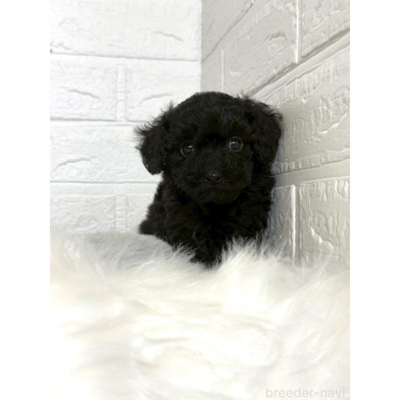 販売中の岡山県のタイニープードル-441049の13枚目
