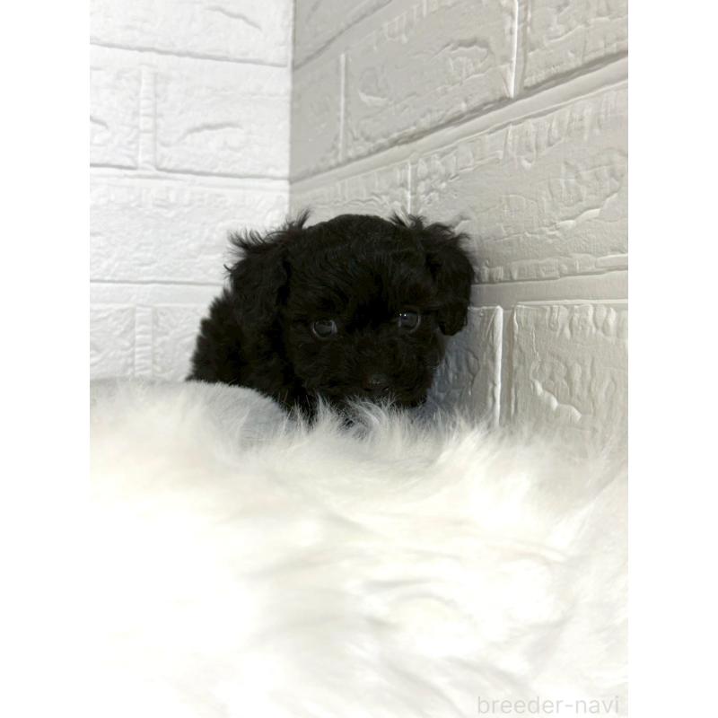 販売中の岡山県のタイニープードル-441049の12枚目