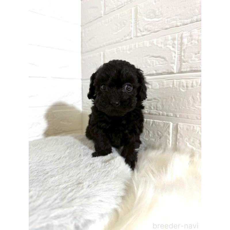 販売中の岡山県のタイニープードル-441049の11枚目