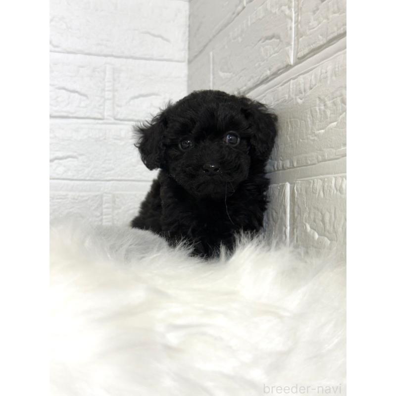 販売中の岡山県のタイニープードル-441049の10枚目