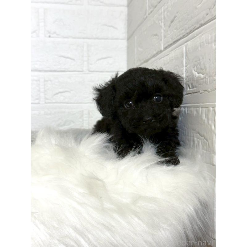 販売中の岡山県のタイニープードル-441049の9枚目