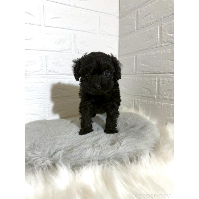 販売中の岡山県のタイニープードル-441049の7枚目