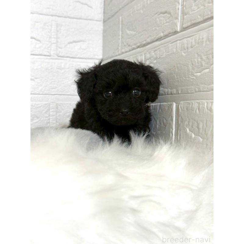 販売中の岡山県のタイニープードル-441049の6枚目