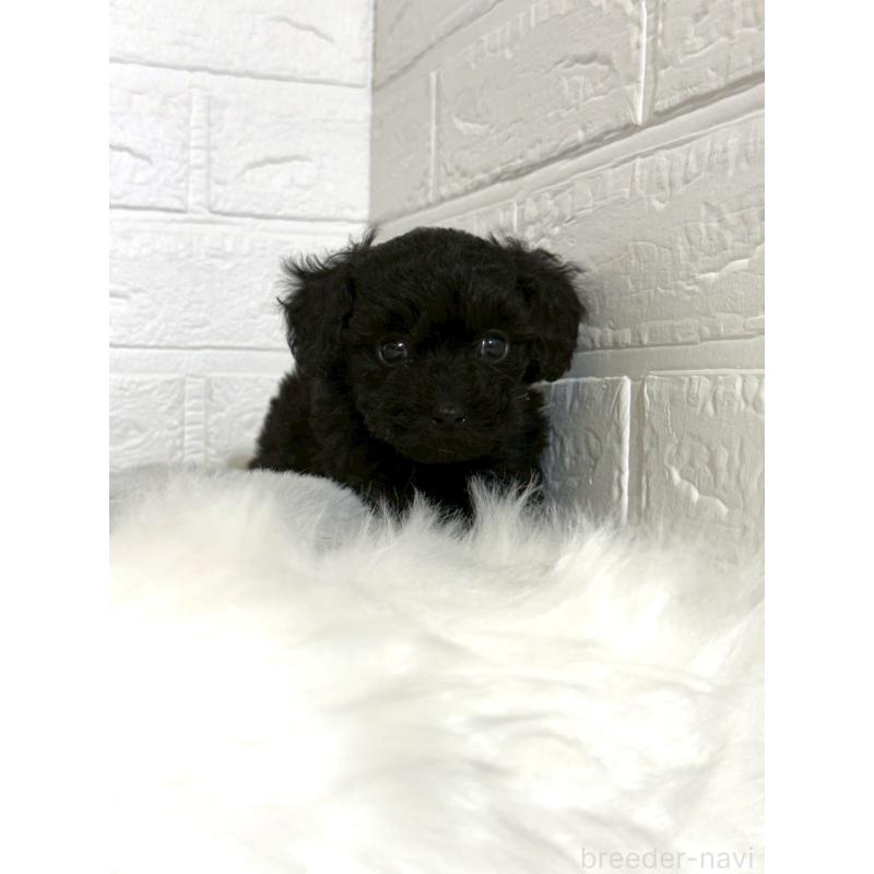 販売中の岡山県のタイニープードル-441049の5枚目