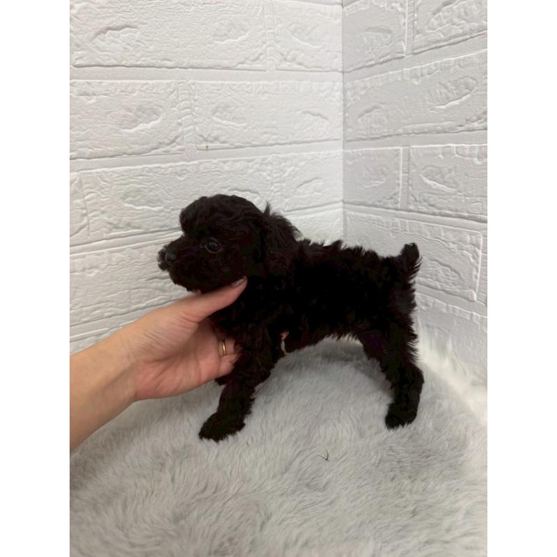 販売中の岡山県のタイニープードル-441049の4枚目