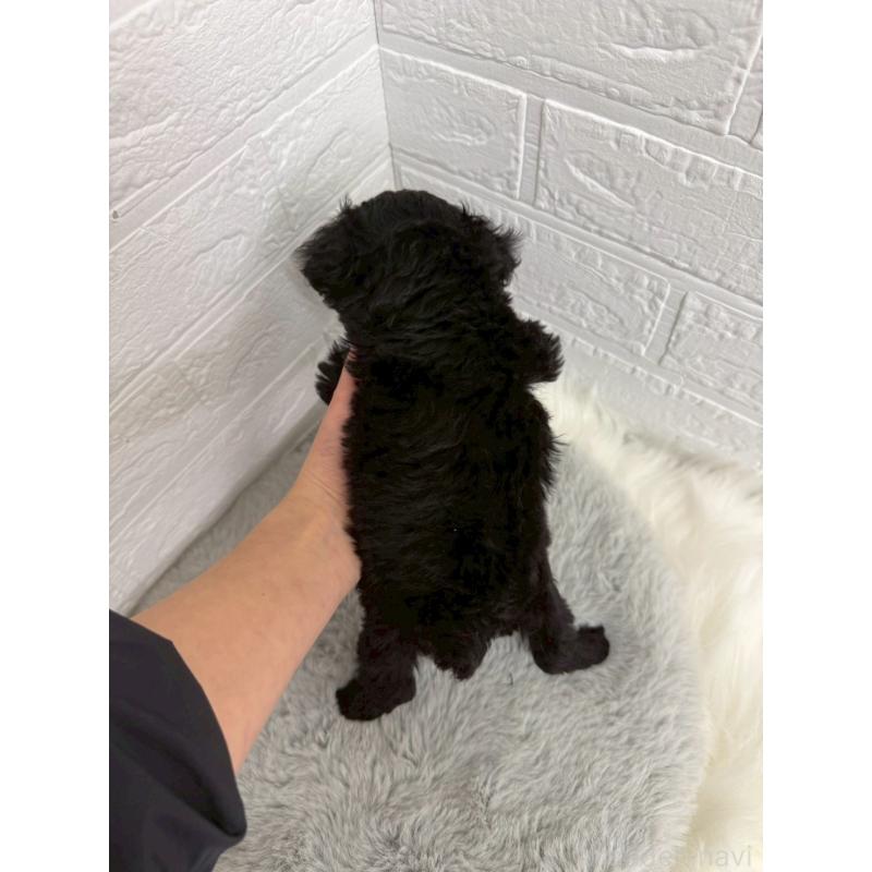 販売中の岡山県のタイニープードル-441049の2枚目