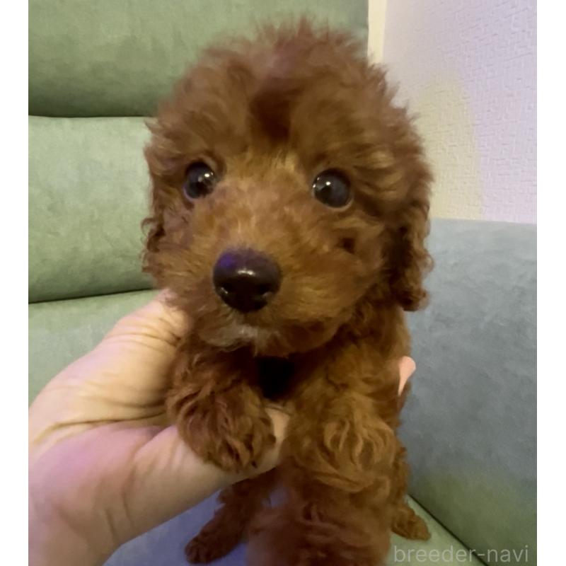 販売中の奈良県のタイニープードル-433066