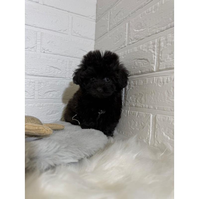 販売中の岡山県のマルプー:マルチーズ×トイプードル-441050の14枚目