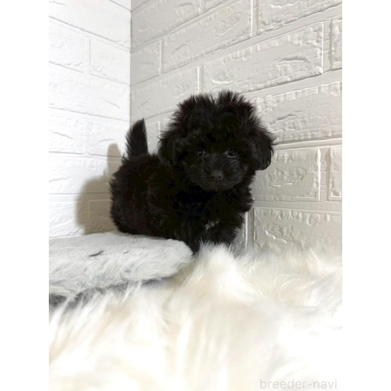 販売中の岡山県のマルプー:マルチーズ×トイプードル-441050の11枚目