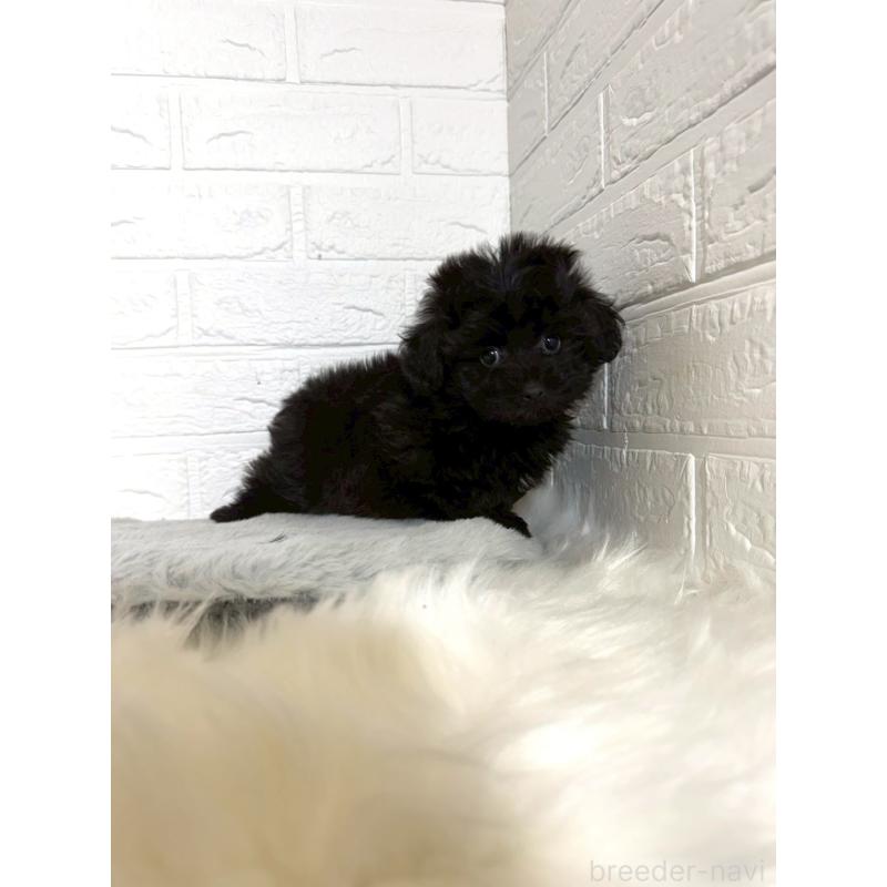 販売中の岡山県のマルプー:マルチーズ×トイプードル-441050の10枚目