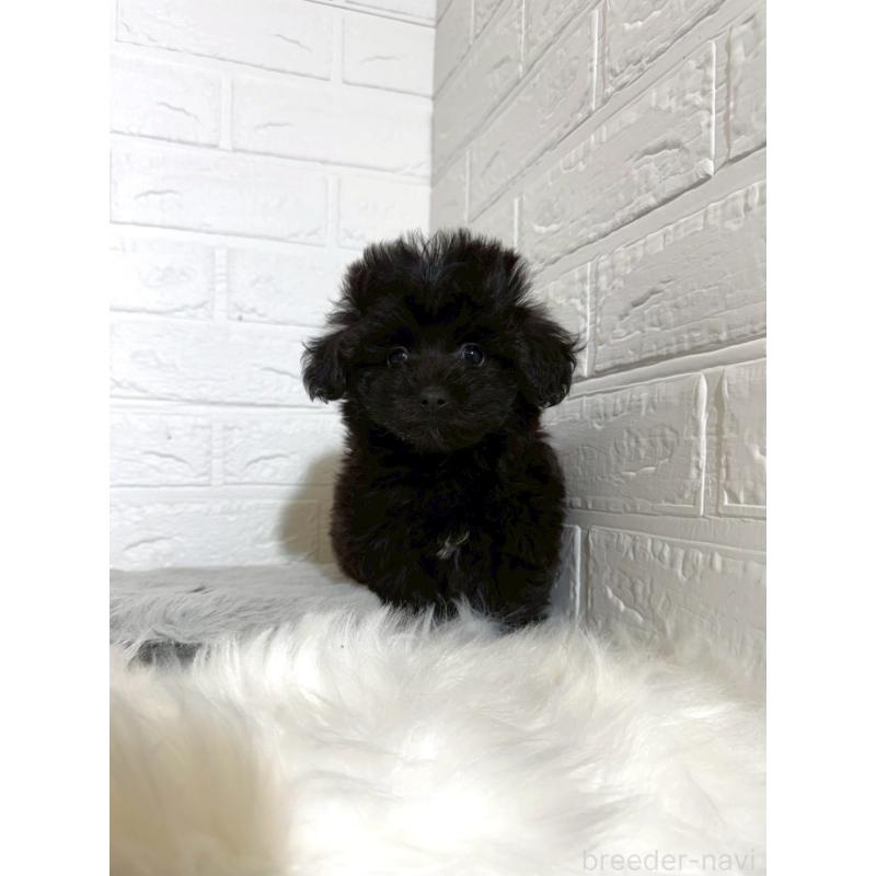 販売中の岡山県のマルプー:マルチーズ×トイプードル-441050の9枚目