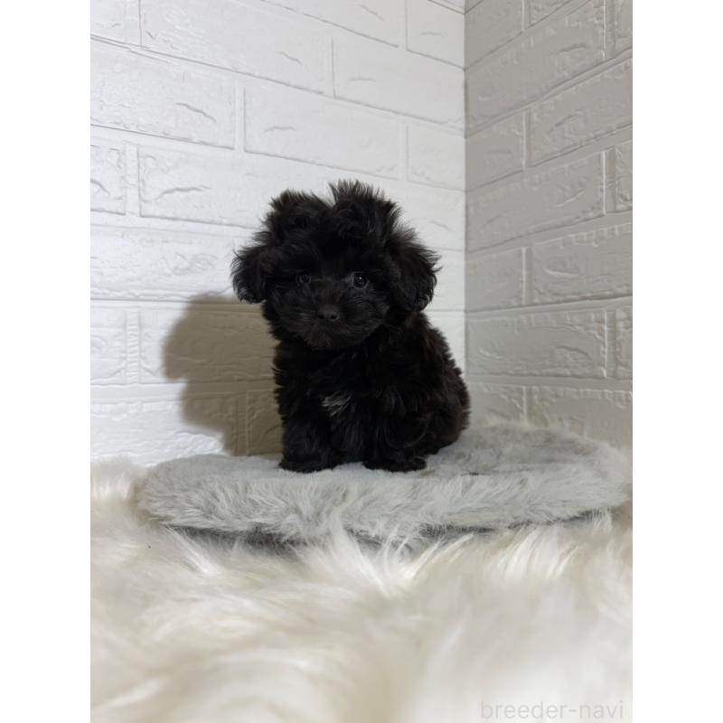 販売中の岡山県のマルプー:マルチーズ×トイプードル-441050の8枚目