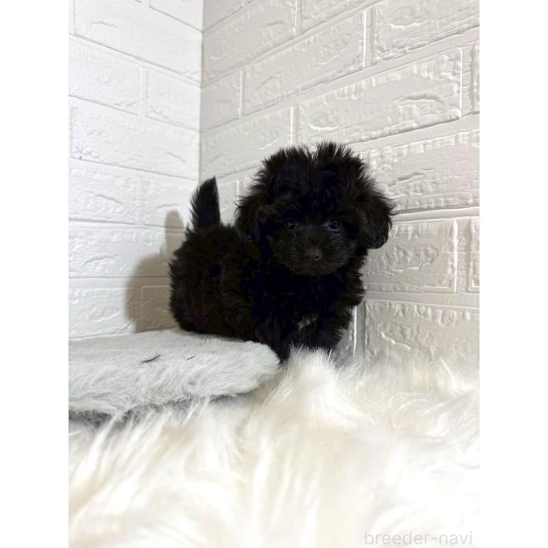 販売中の岡山県のマルプー:マルチーズ×トイプードル-441050の7枚目